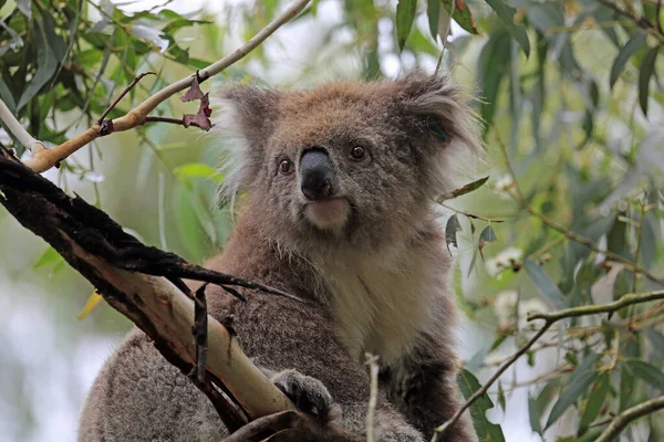 Cute Koala Victoria Australië — Stockfoto