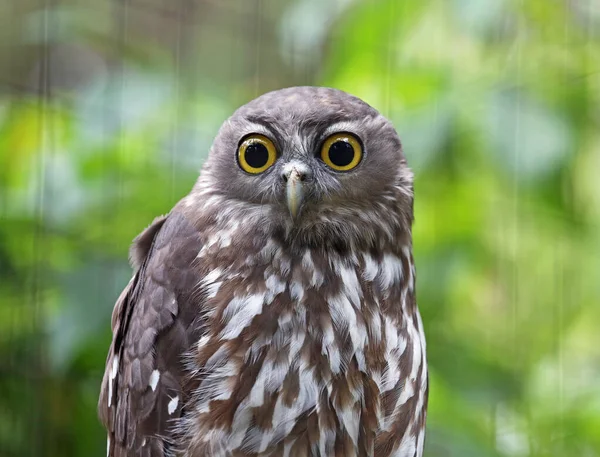 Barking Owl Watching Victoria Australia —  Fotos de Stock