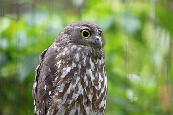 Barking Owl Green Victoria Australia — Stock Photo, Image