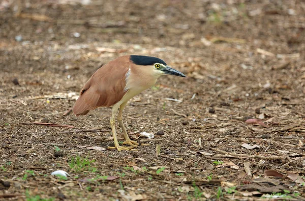 Nankeen Night Heron Victoria Australia — стокове фото