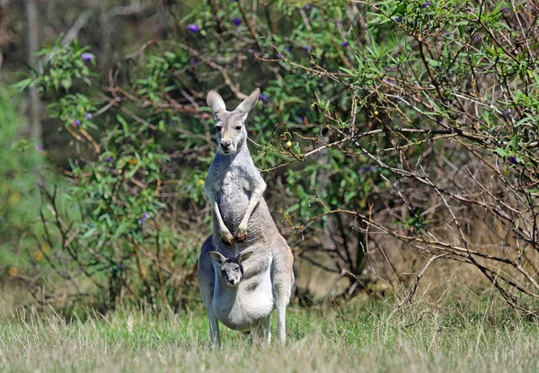 袋鼠妈妈 菲利普岛 澳大利亚维多利亚 — 图库照片