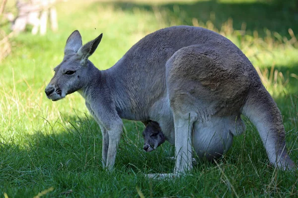 Kangaroo Mother Profile Phillip Island Victoria Australia — Stock Photo, Image