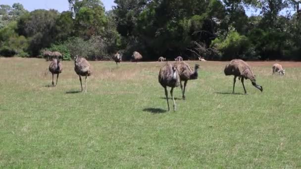 Grupo Emu Phillip Island Victoria Austrália — Vídeo de Stock