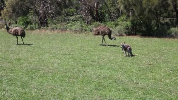 Emu Canguru Phillip Island Victoria Austrália — Vídeo de Stock