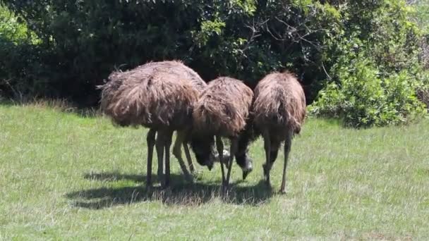 Five Emu Phillip Island Victoria Austrália — Vídeo de Stock