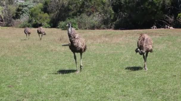 Emu Prado Phillip Island Victoria Austrália — Vídeo de Stock