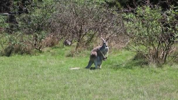 Kobieta Kangaroo Joey Phillip Island Victoria Australia — Wideo stockowe