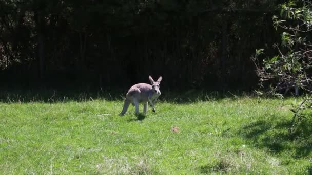 Canguru Pastando Phillip Island Victoria Austrália — Vídeo de Stock