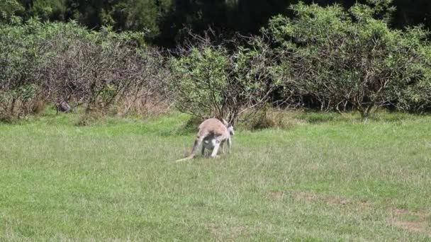 Saut Mère Kangourou Phillip Island Victoria Australie — Video
