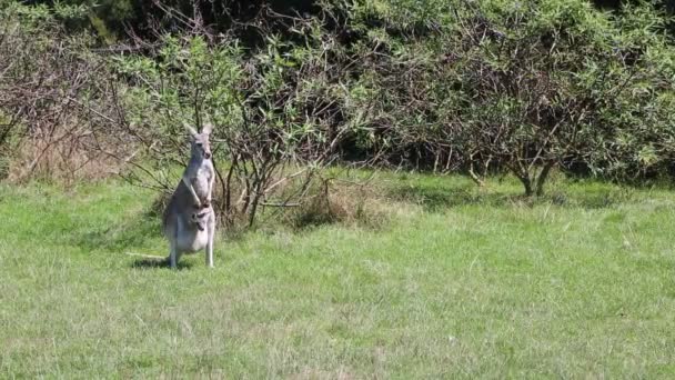 Canguru Feminino Com Joey Bolsa Phillip Island Victoria Austrália — Vídeo de Stock