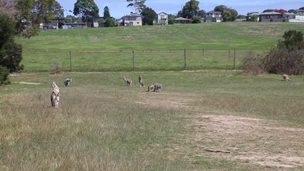 Καγκουρό Όχλος Στο Λιβάδι Phillip Island Victoria Αυστραλία — Αρχείο Βίντεο