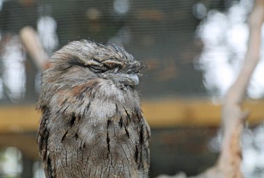 Tawny Frogmouth - Phillip Adası, Victoria, Avustralya