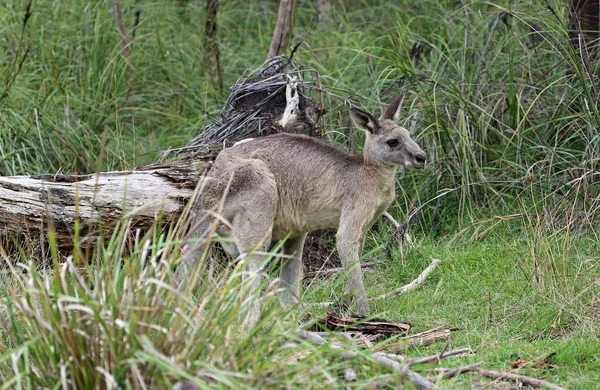 Kangourou Profil Churchill National Park Victoria Australie — Photo