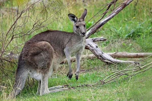 Wild Kangaroo Национальный Парк Черчилль Виктория Австралия — стоковое фото