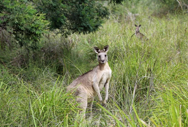 Wild Kangaroo Grass Churchill National Park Victoria Australia — Stock Photo, Image