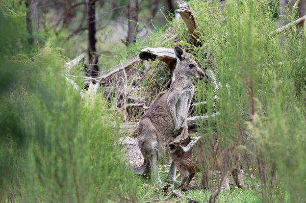 Scena Matką Kangura Jej Joey Churchill National Park Victoria Australia — Zdjęcie stockowe