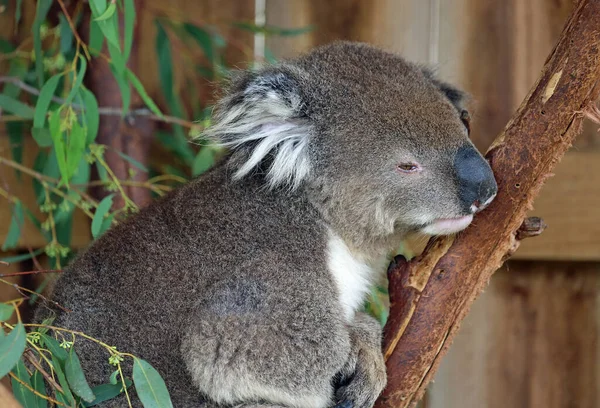 Śpiąca Koala Phillip Island Victoria Australia — Zdjęcie stockowe