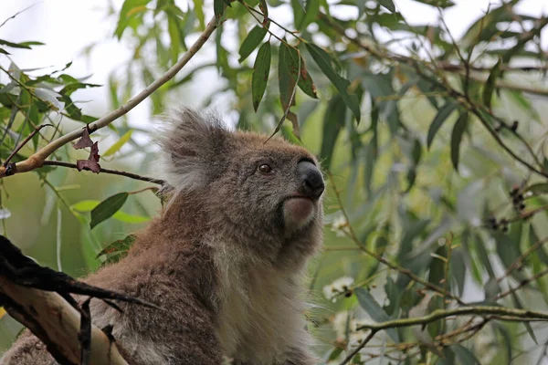 Koala Assistindo Phillip Island Victoria Austrália — Fotografia de Stock