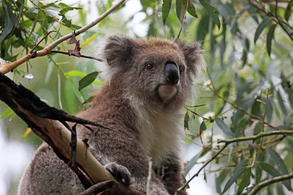 Koala Portret Phillip Island Victoria Australië — Stockfoto