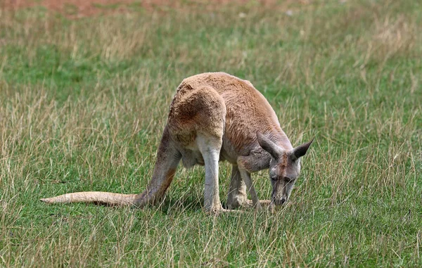 Wypas Kangurów Phillip Island Victoria Australia — Zdjęcie stockowe