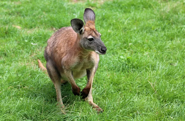 Rotes Känguru Grünen Gras Phillip Island Victoria Australien — Stockfoto