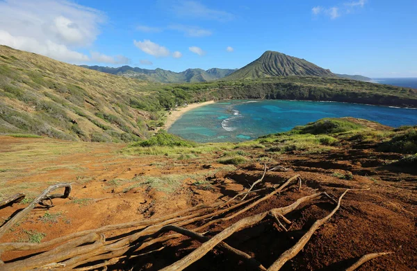Raízes Baía Hanauma Oahu Havaí — Fotografia de Stock