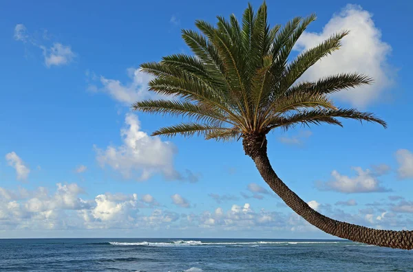 Palm Tree Blue Sky Sunset Beach Oahu Hawaii — Stock Photo, Image