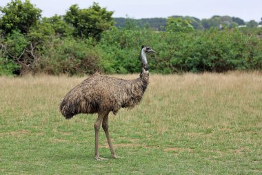 Emu - Phillip Adası, Victoria, Avustralya