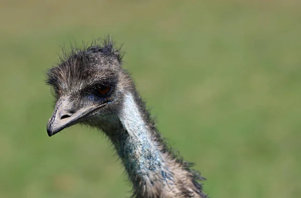 Emu Head Phillip Island Victoria Australia — 图库照片