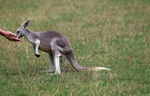 Kenguru Eszik Emberi Kézből Phillip Island Victoria Ausztrália — Stock Fotó