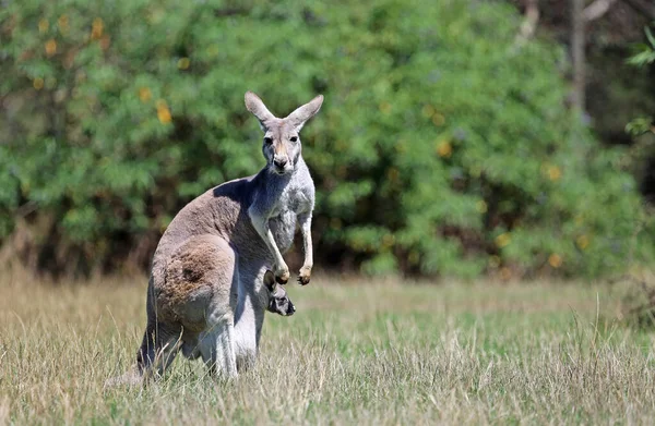 Scena Kobiecym Kangaroo Phillip Island Victoria Australia — Zdjęcie stockowe