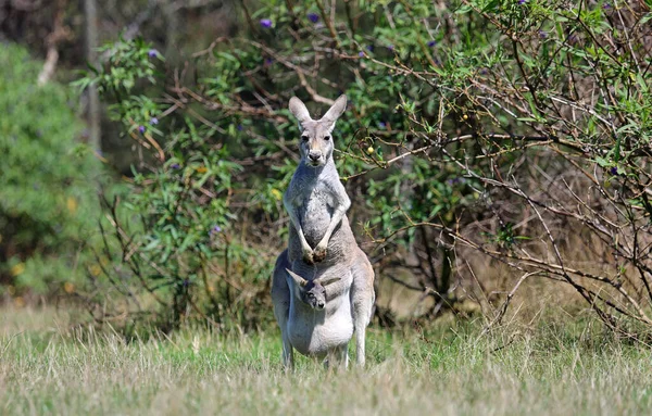 Familia Canguro Phillip Island Victoria Australia — Foto de Stock