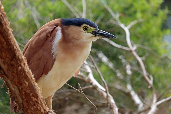 Nankeen Notte Airone Profilo Australia — Foto Stock