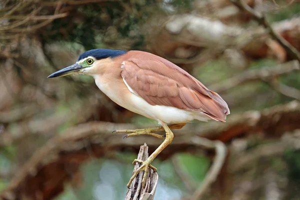 Nankeen Night Heron Australia — Stock Photo, Image