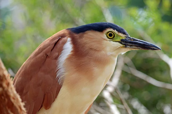 Nankeen Night Heron Close Australia — Stock Photo, Image