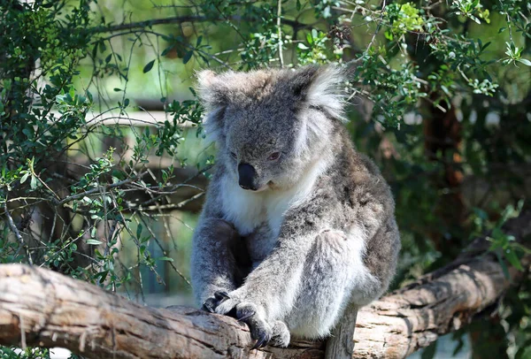 Koala Gałęzi Phillip Island Victoria Australia — Zdjęcie stockowe