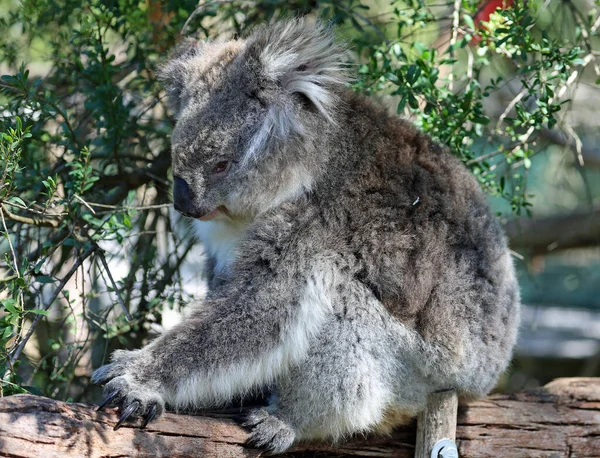 Koala Wakker Phillip Island Victoria Australië — Stockfoto
