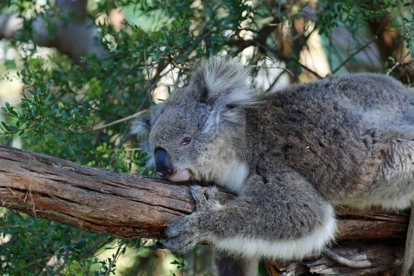 Koala Pihen Phillip Island Victoria Ausztrália — Stock Fotó