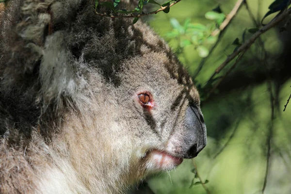 Koala Gezicht Profiel Phillip Island Victoria Australië — Stockfoto