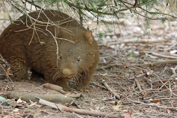 Oglądanie Wombat Phillip Island Victoria Australia — Zdjęcie stockowe