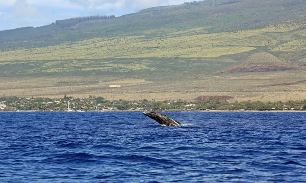 Bébé Baleine Sautant Rorqual Bosse Maui Hawaï — Photo