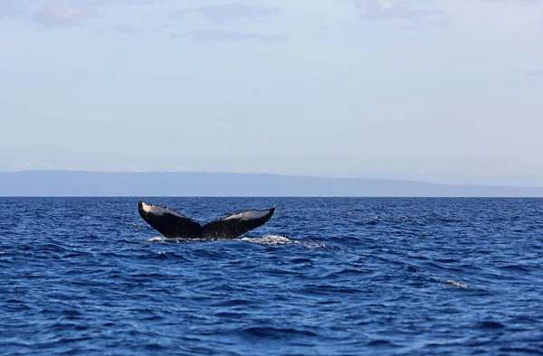 Whale Tail Fin Humpback Whale Maui Hawaii — Stock Photo, Image