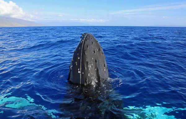 Testa Balena Nell Oceano Blu Megattera Maui Hawaii — Foto Stock