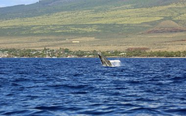 Maui sahilinde zıplayan balina - Kambur Balina, Maui, Hawaii