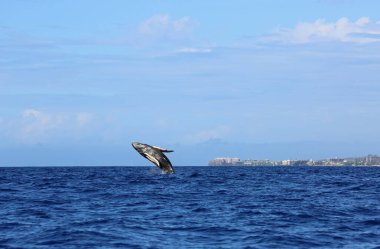 Zıplayan balina ve Lahaina Kambur Balina, Maui, Hawaii