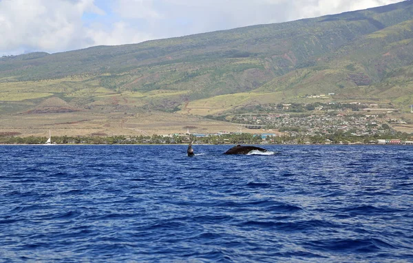 Tájkép Egy Bálnával Púpos Bálna Maui Hawaii — Stock Fotó