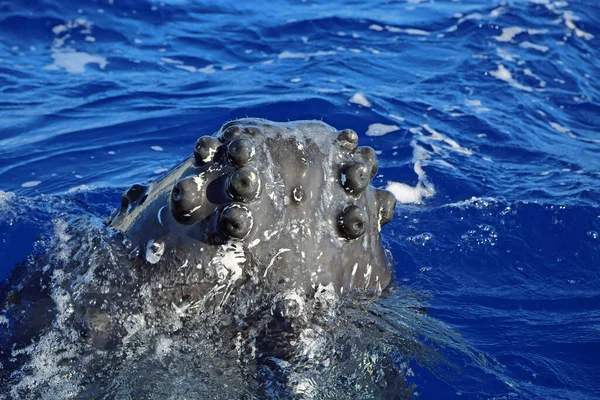 Balene Testa Knobbly Megattera Maui Hawaii — Foto Stock