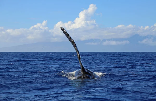 Balene Pinna Pettorale Megattera Maui Hawaii — Foto Stock