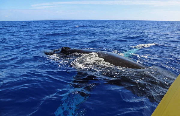 Balena Vicino Alla Barca Gialla Humpback Whale Maui Hawaii — Foto Stock