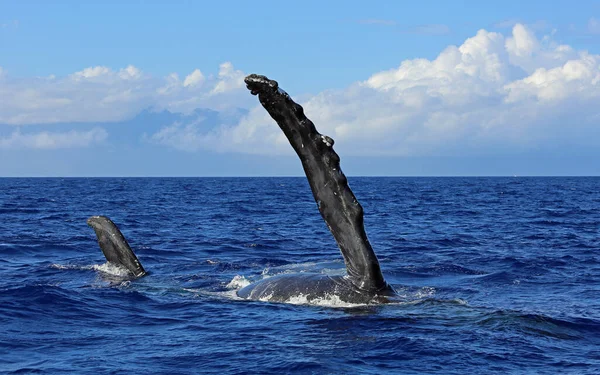 Balene Pinna Megattere Maui Hawaii — Foto Stock